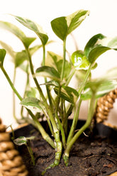 Epipremnum aureum "Njoy"